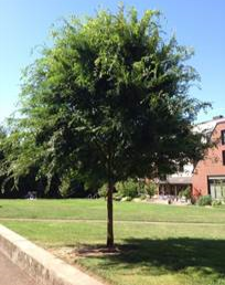 Chinese Elm tree