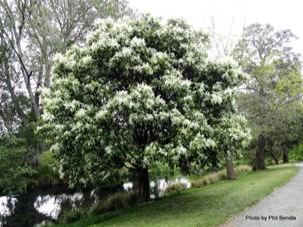 Manna Ash tree