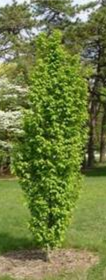 Upright Hornbeam tree