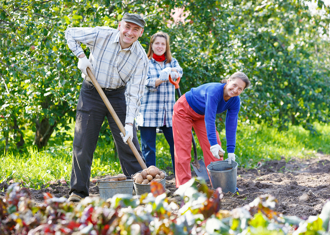 Community garden