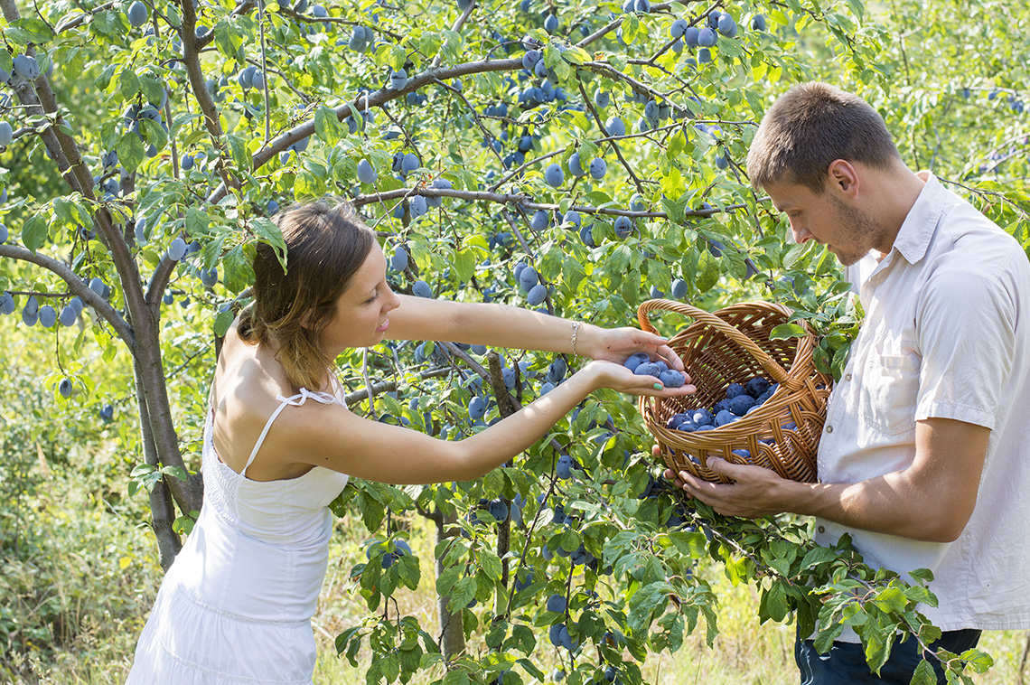 Foraging