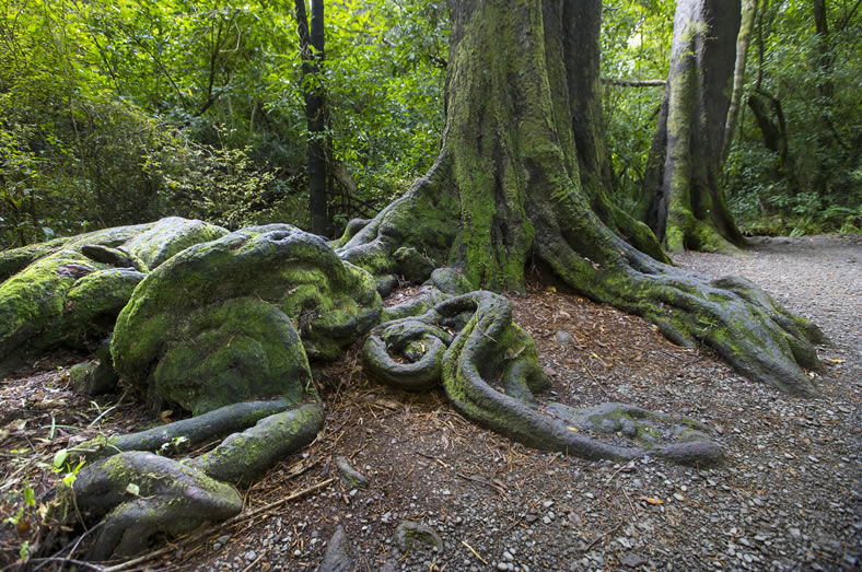 tree root system above ground