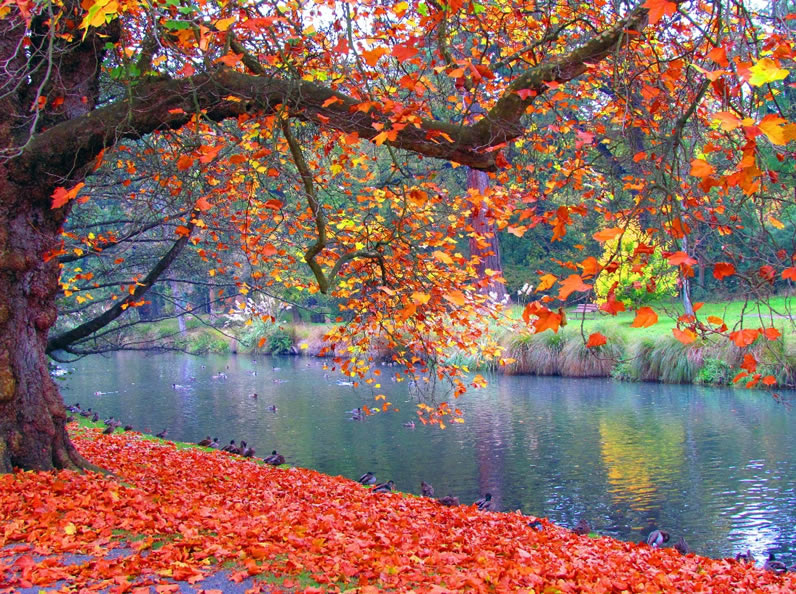 Trees by the river