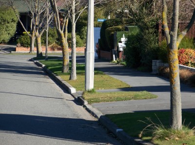 trees alongside street