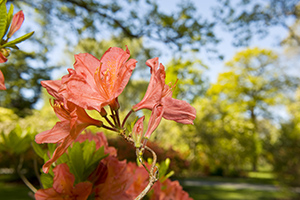 magnolia and azalea garden