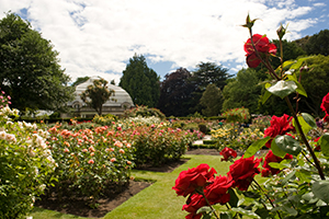 Central rose garden