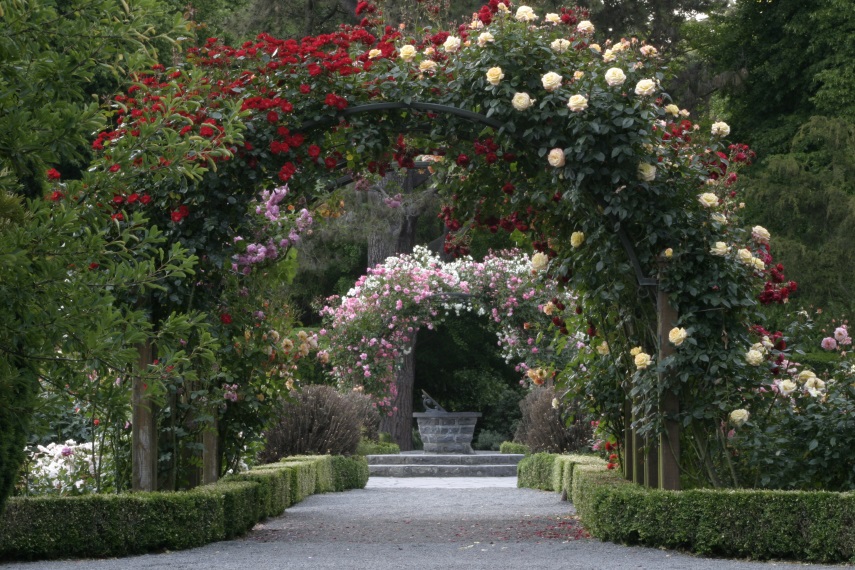 Rose Garden