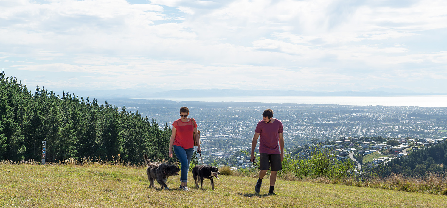 people walking dogs on hill