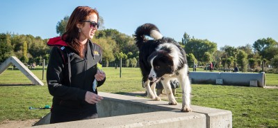 Dog on play equipment