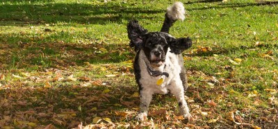 dog playing in park