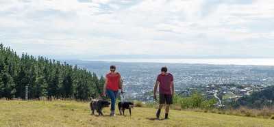 people walking dogs on hill