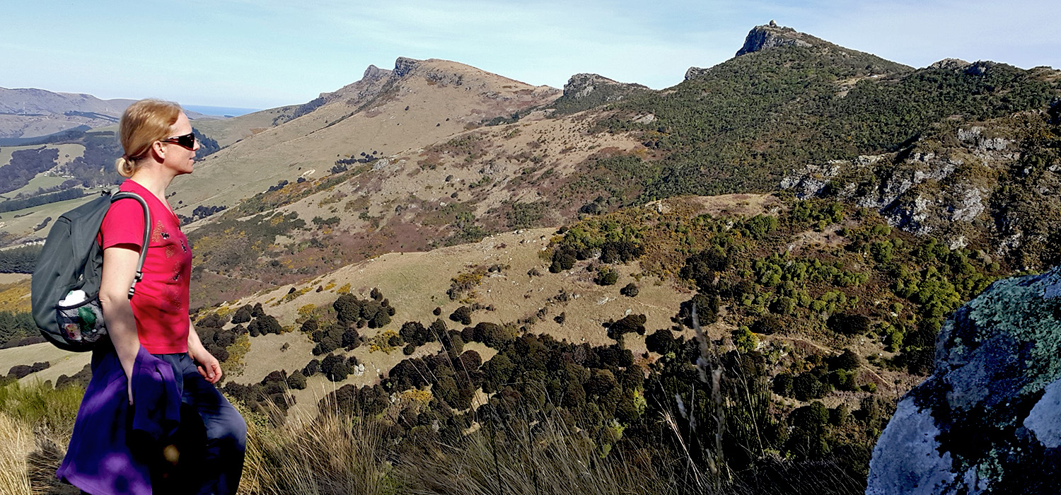 Totara Log Track in mid view