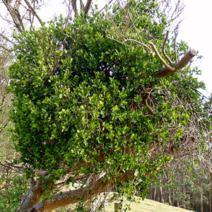 MIstletoe growing in a tree. 