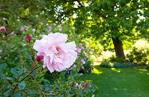 Heritage Rose Garden