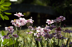 Water garden