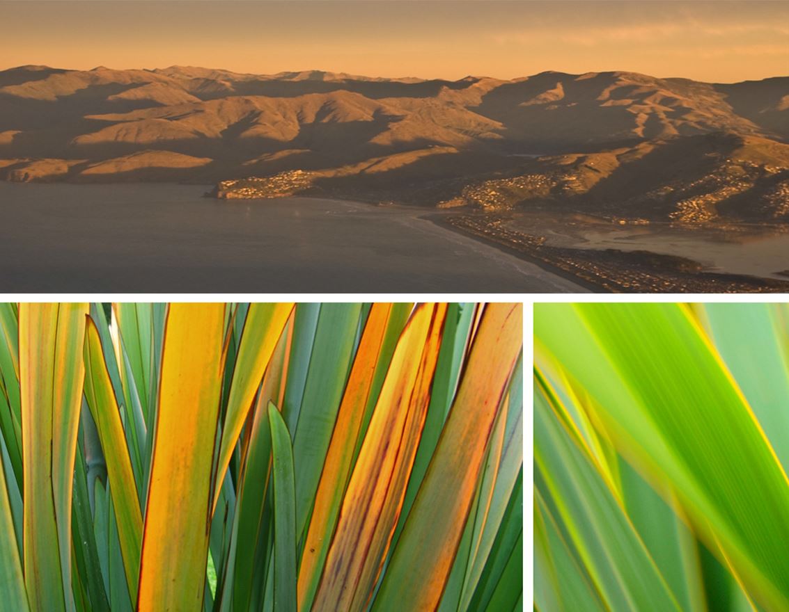 Port Hills and flax