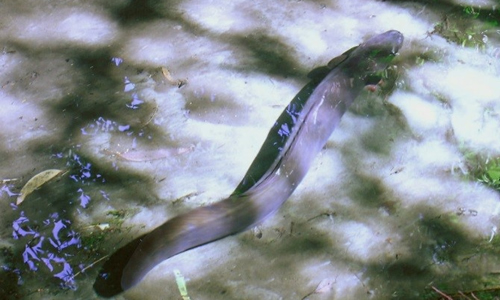 eel